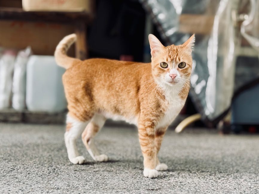 Gutanje glow stick kemikalije dibutil ftalata kod pasa: simptomi, uzroci i liječenje