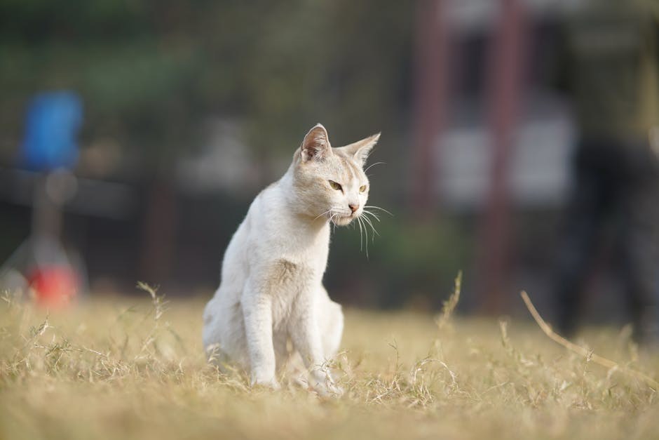Gutanje glow stick kemikalije dibutil ftalata kod pasa: simptomi, uzroci i liječenje