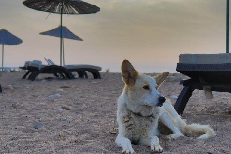Alopecija kod pasa: simptomi, uzroci i liječenje