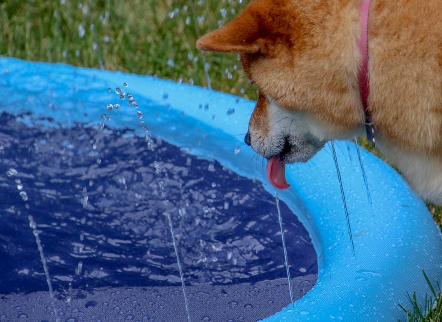 Miastenija gravis kod pasa: simptomi, uzroci i liječenje