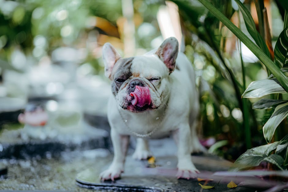 Miastenija gravis kod pasa: simptomi, uzroci i liječenje