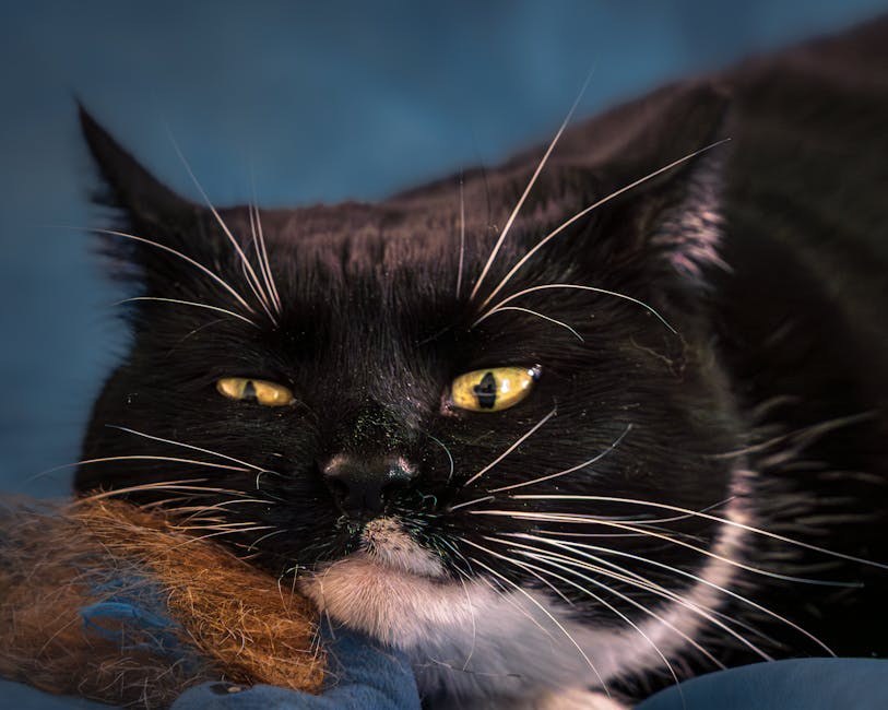 Vrući asfalt: kako može oštetiti šape psa i kako to spriječiti