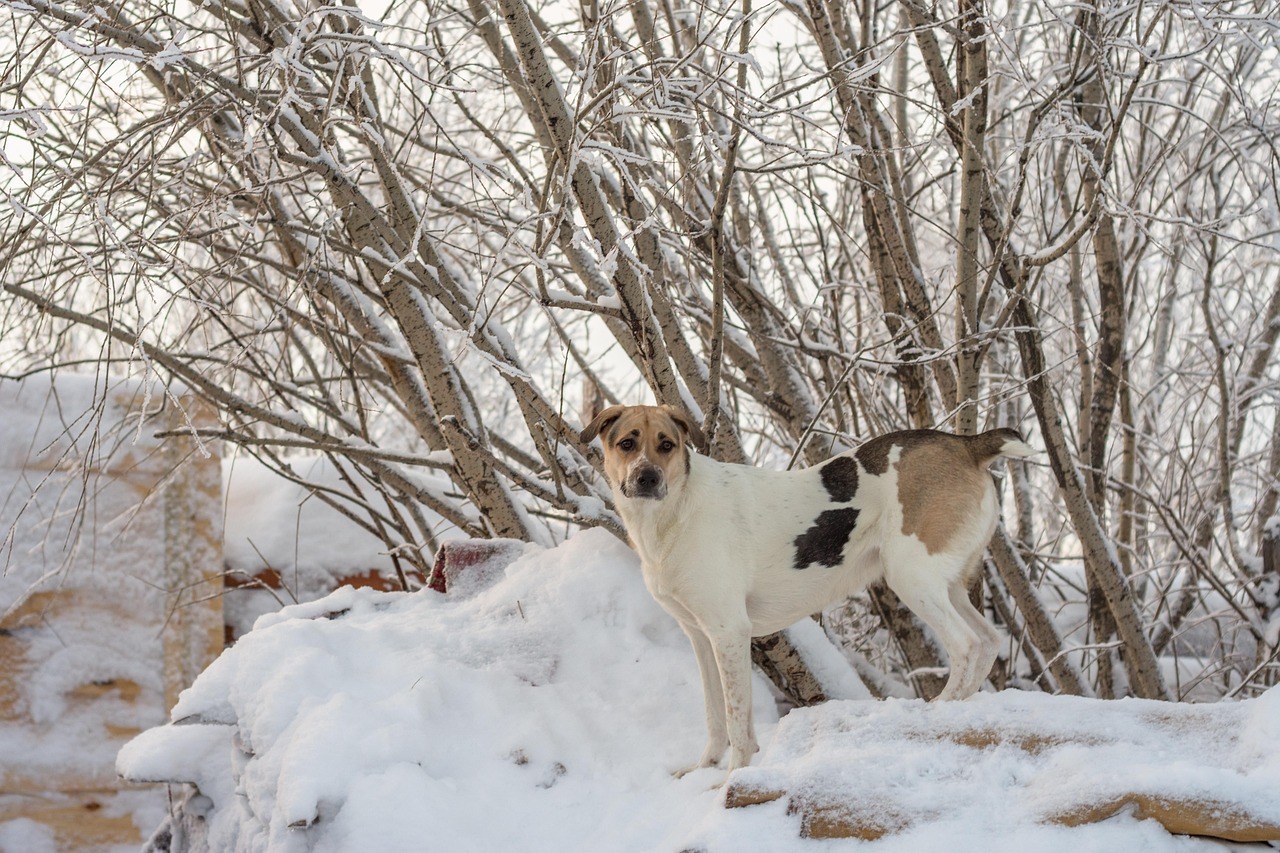 Izmet u krznu psa: nekoliko načina da se prestane lijepiti