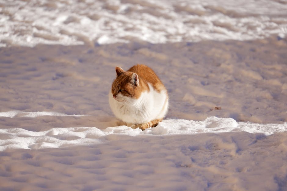 Izmet u krznu psa: nekoliko načina da se prestane lijepiti