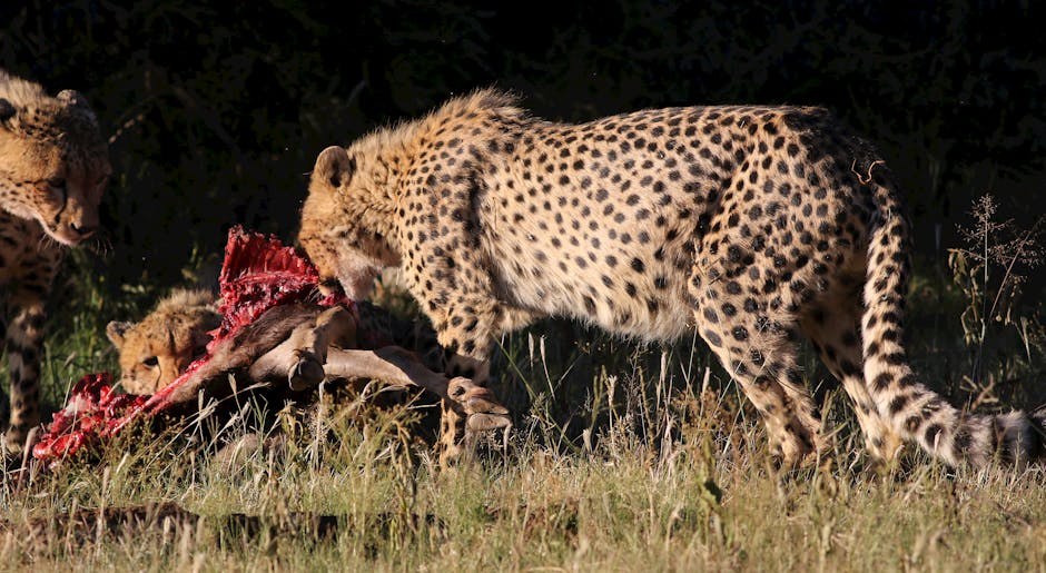 Deset dugovječnih pasmina pasa koje često dožive visoku dob