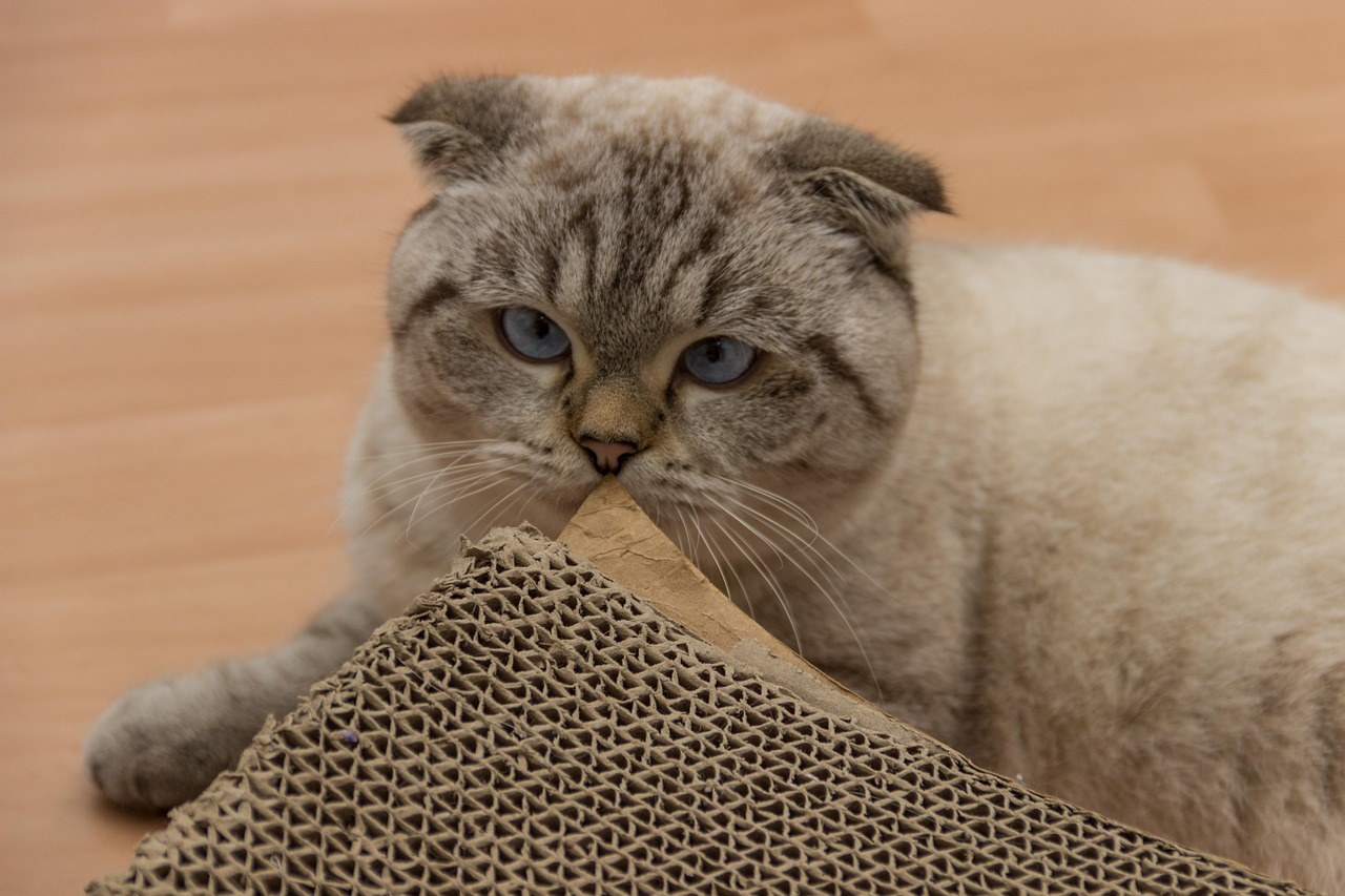 Anemija zbog manjka željeza kod pasa: simptomi, uzroci i liječenje