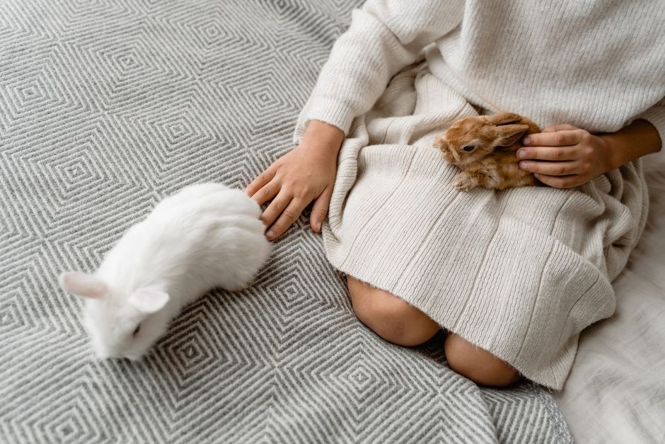 Hiperparatireoidizam kod pasa: simptomi, uzroci i liječenje