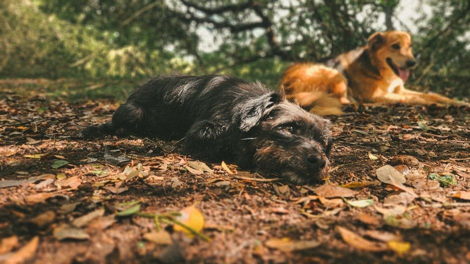 Najbolji psi za stan: tihe pasmine za najmoprimce