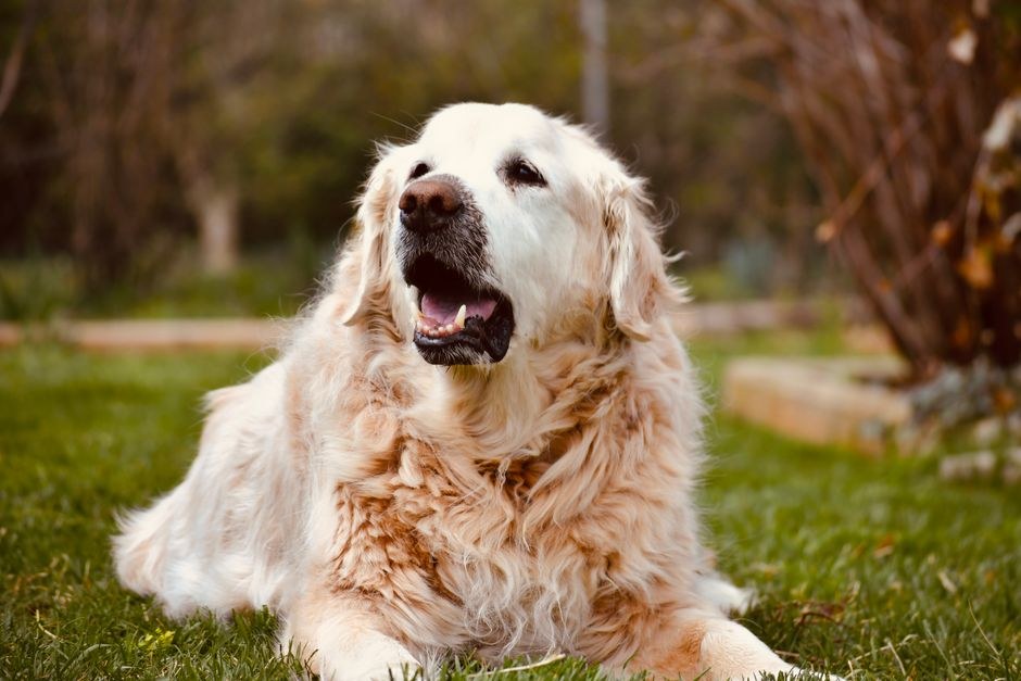 Dermatomiozitis kod pasa: simptomi, uzroci i liječenje