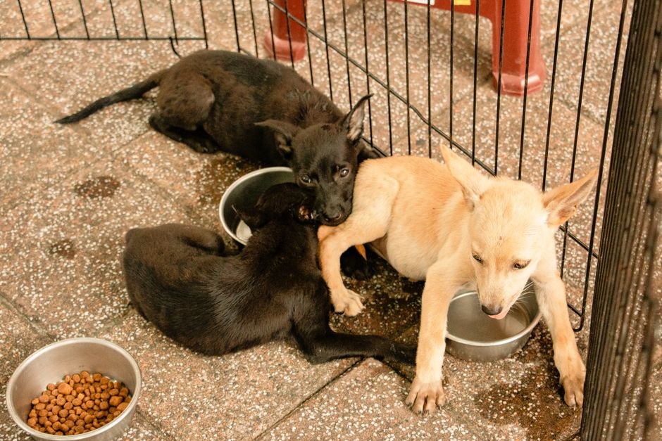 Prednosti i nedostaci pasmine Cockapoo