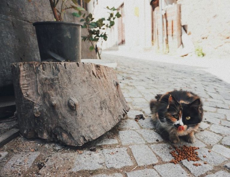 Prednosti i nedostaci pasmine Cockapoo