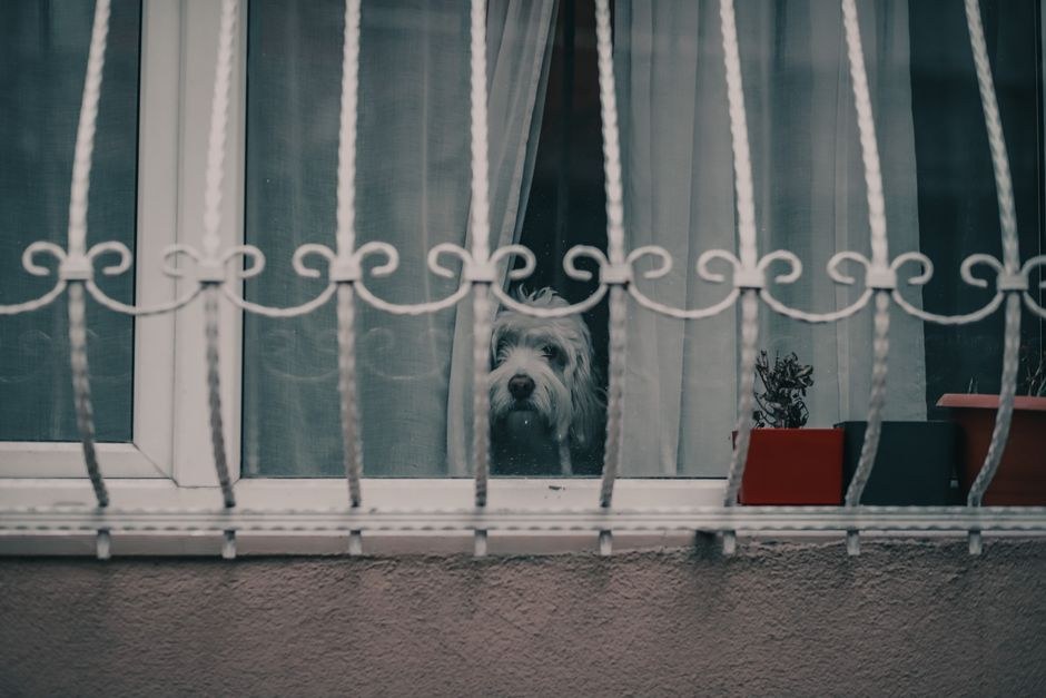 9 mitova o psima koje treba razbiti