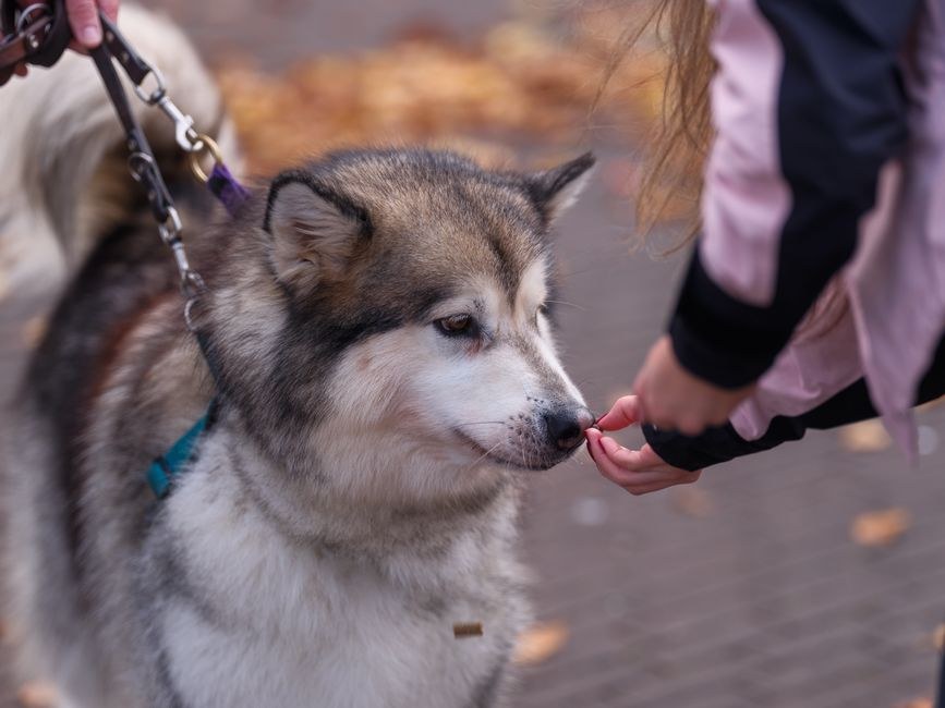 Smiju li psi jesti šparoge i koliko su sigurne?