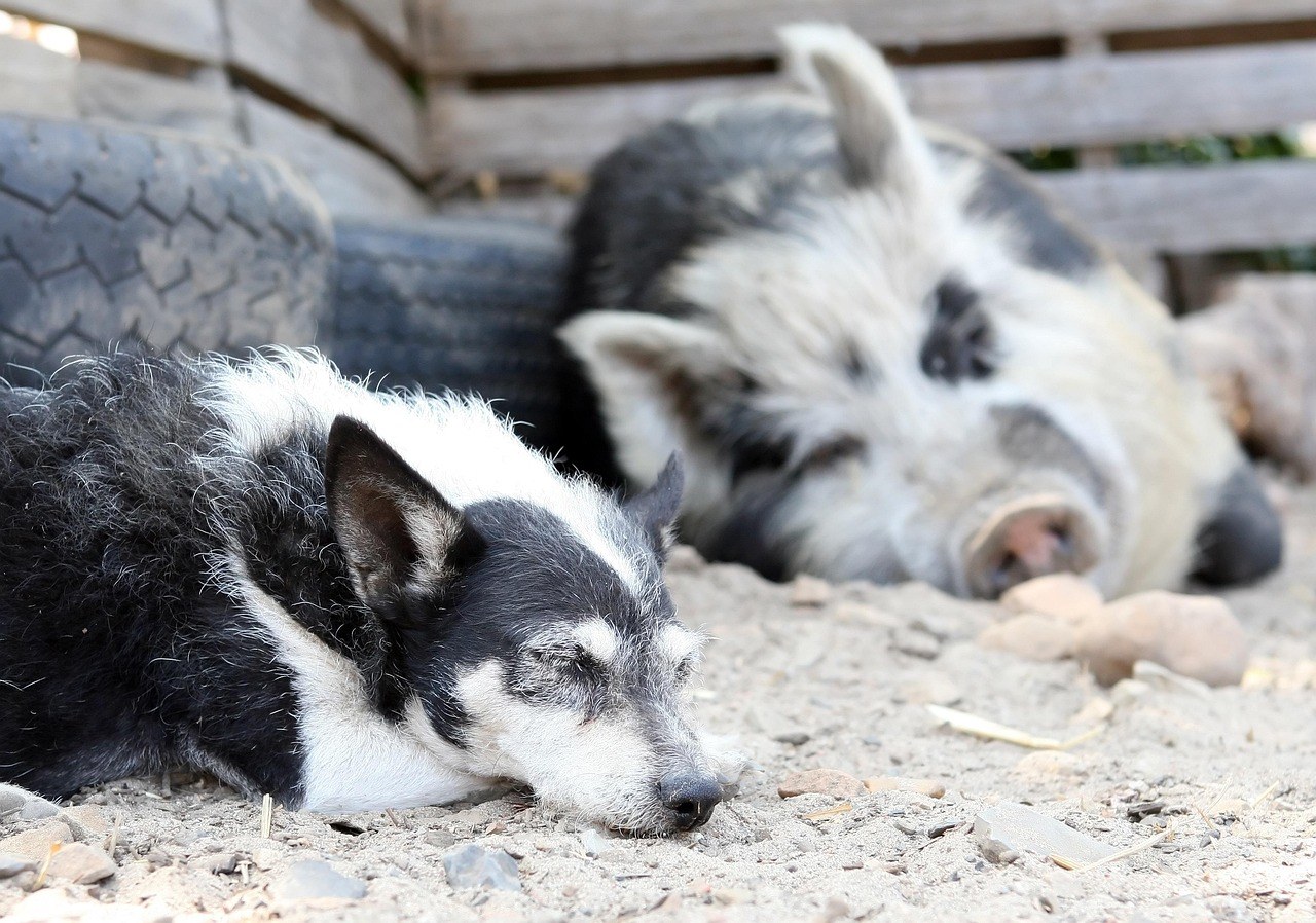 Nasljeđivanje psa: koje korake poduzeti