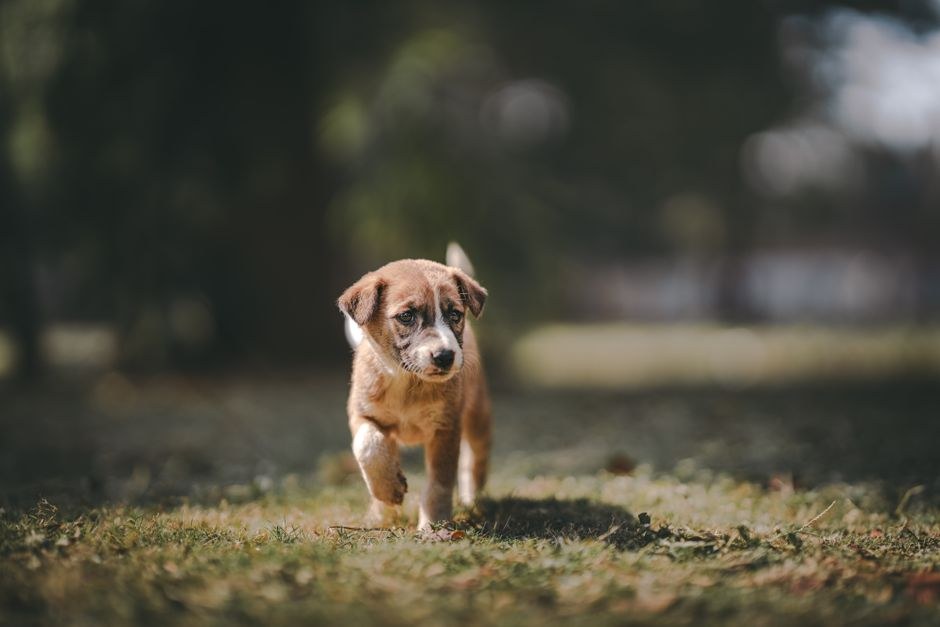 Polidipsija kod pasa: simptomi, uzroci i liječenje