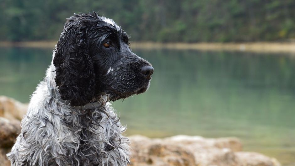Prednosti i nedostaci bernedoodlea