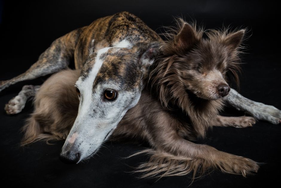 Kako odabrati idealnog fotografa za svog psa