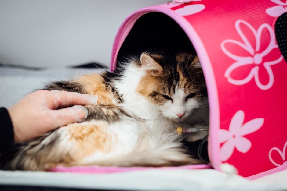 Zašto psi toliko vole teniske loptice?