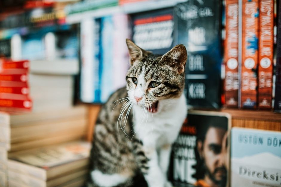 5 zabavnih i kreativnih načina za proslavu psećih tata na Dan očeva