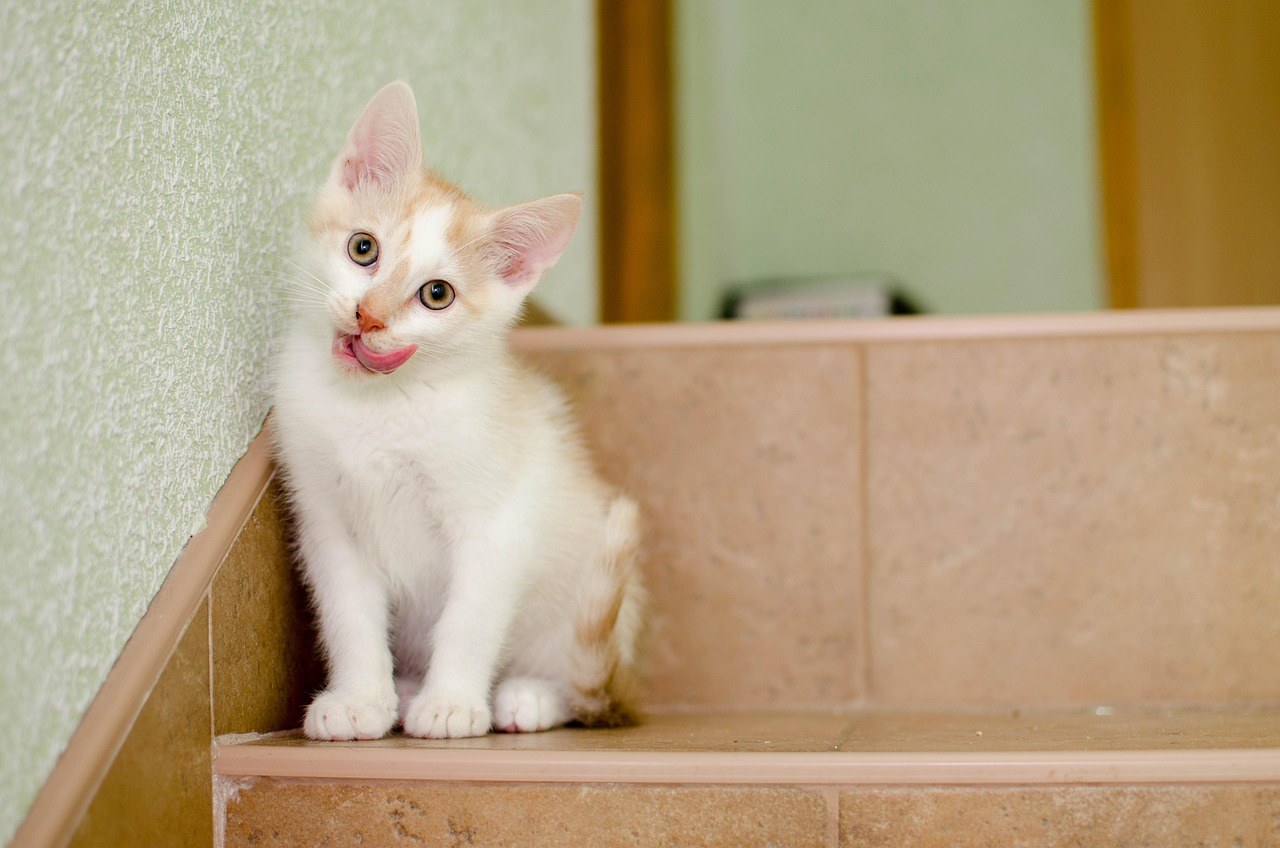 Tri TikTok trenda za pse koja bi prema veterinarki trebalo izbjegavati