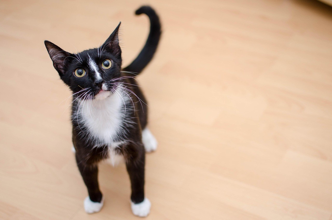 Tri TikTok trenda za pse koja bi prema veterinarki trebalo izbjegavati