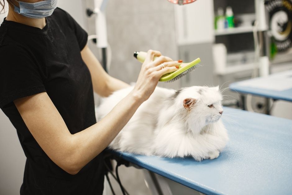 Tri TikTok trenda za pse koja bi prema veterinarki trebalo izbjegavati