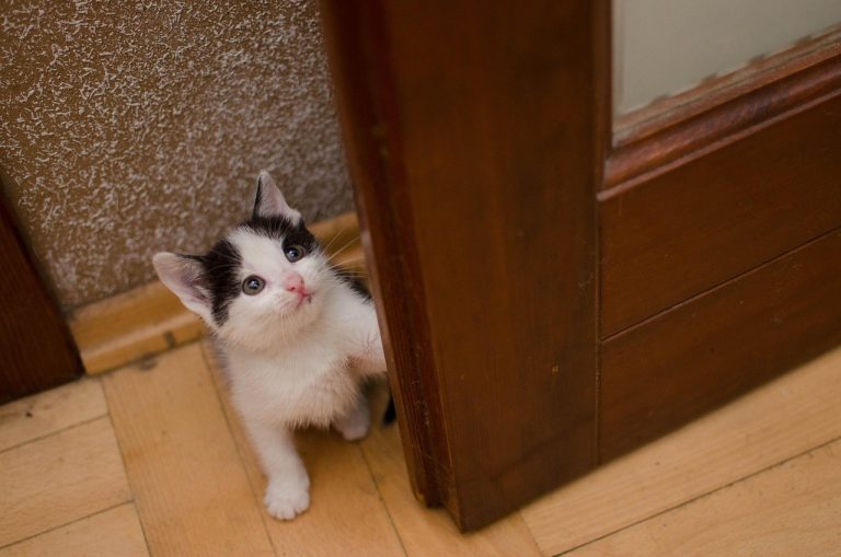 Tri TikTok trenda za pse koja bi prema veterinarki trebalo izbjegavati