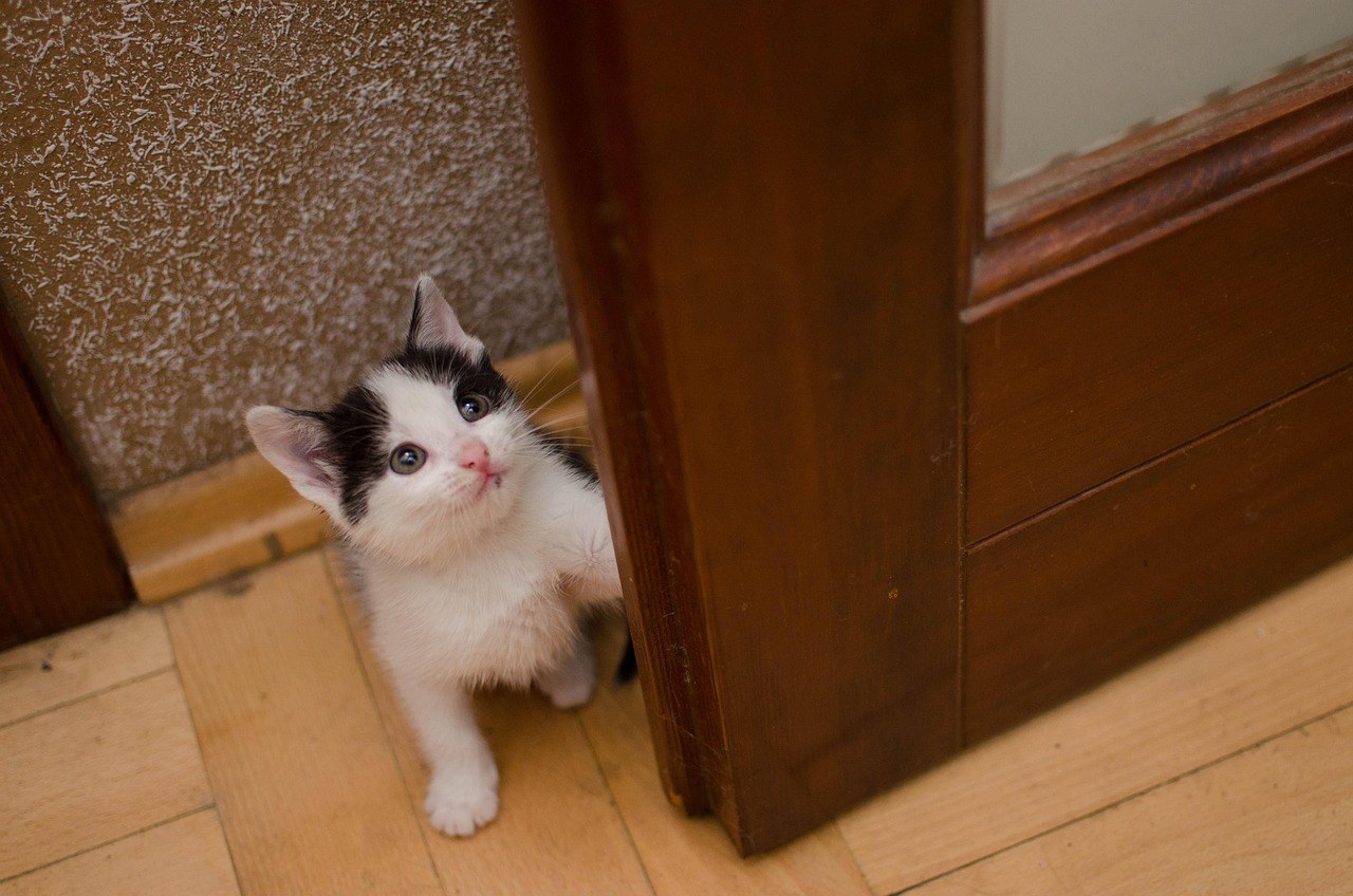 Tri TikTok trenda za pse koja bi prema veterinarki trebalo izbjegavati