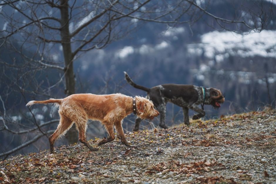 Kako razumjeti oglase za udomljavanje pasa