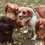 Doga : može li vaš pas uživati u zajedničkom vježbanju?