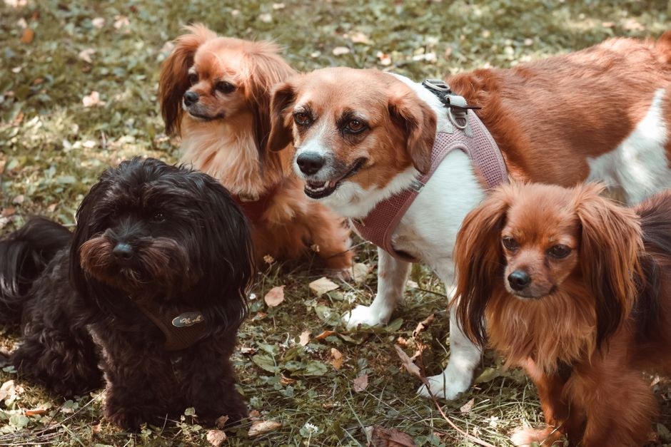 Doga : može li vaš pas uživati u zajedničkom vježbanju?