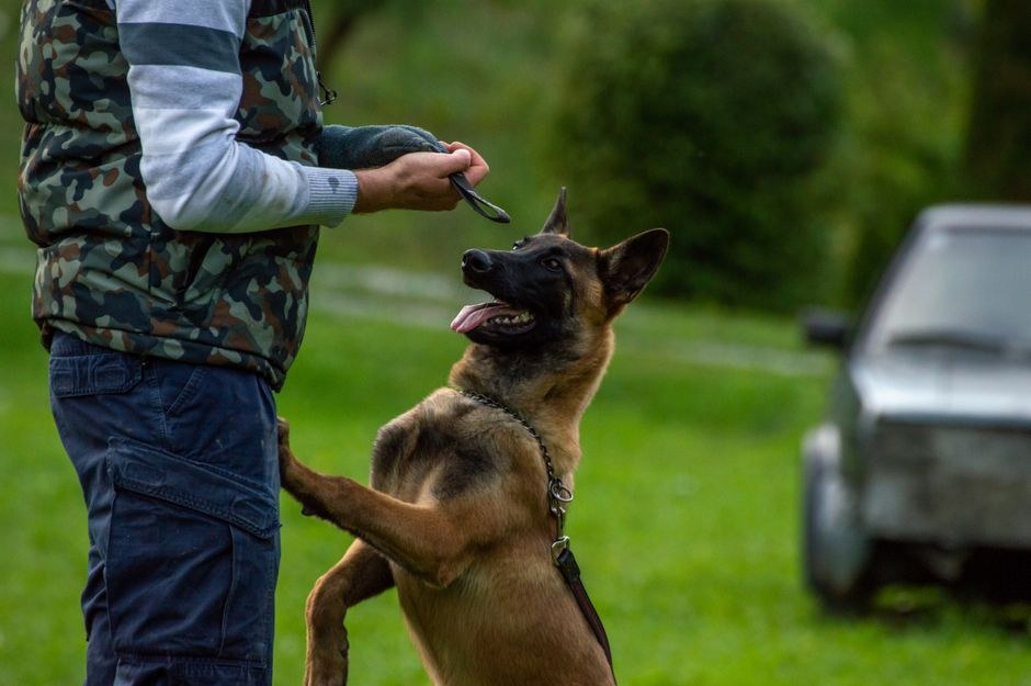 Kako odgovorno i svjesno skrbiti o psu