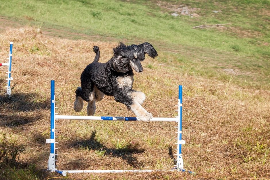 Terapijski pas dobio počasni dogtorat za službu u pandemiji