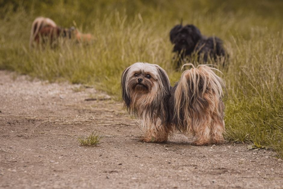 Terapijski pas dobio počasni dogtorat za službu u pandemiji